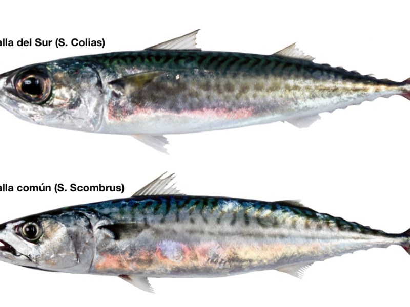 ¿Qué diferencia hay entre caballa común y caballa del sur?